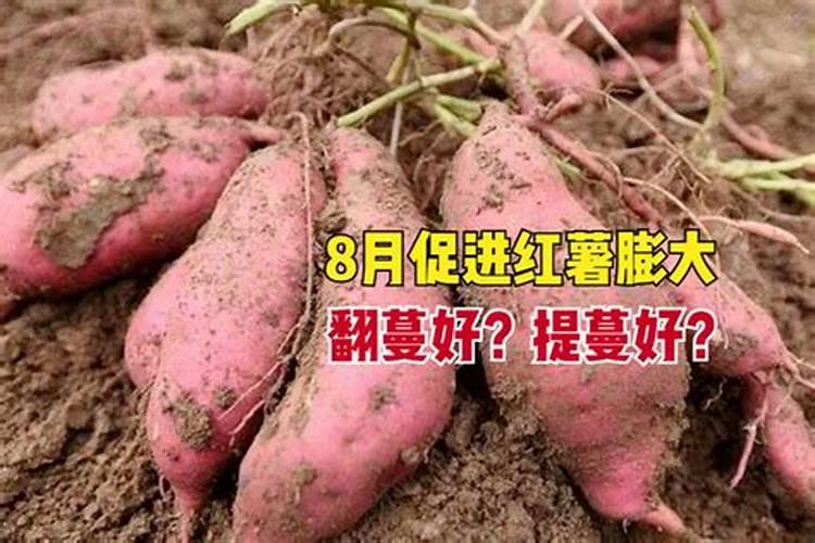 单一用硫酸钾肥料种植香芋,怎么种植