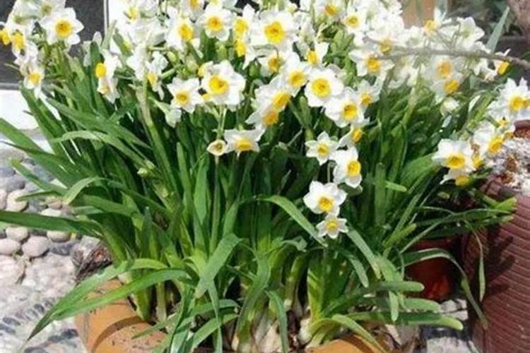 水仙花怎么施肥,水仙花施肥方法