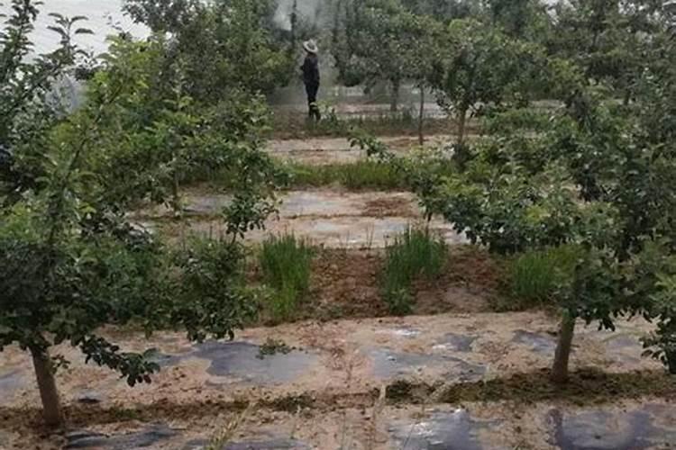 苹果树套袋后施什么化肥好