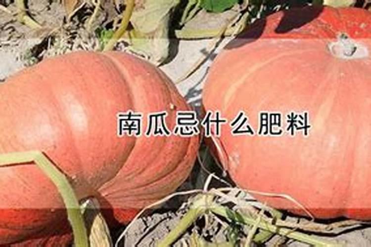 南瓜需要施什么肥料(一般种植南瓜什么时候施肥方法)
