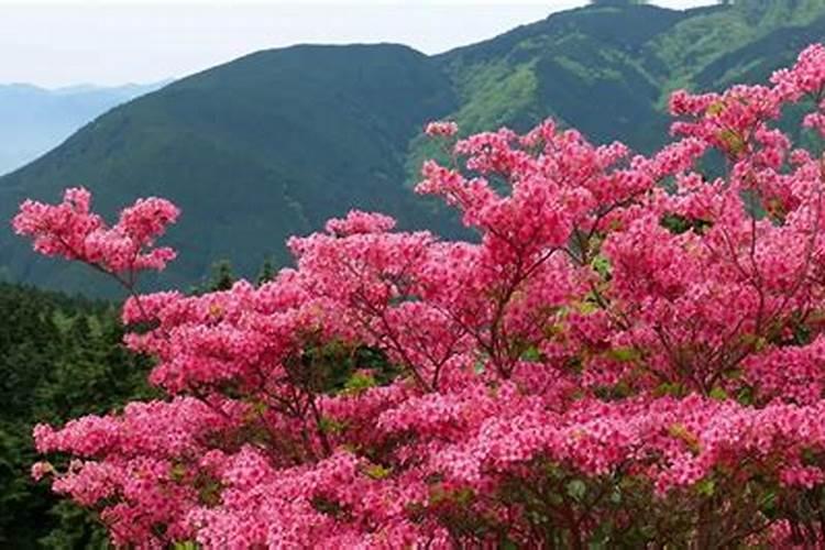 如何移栽映山红