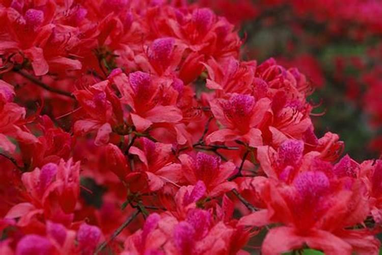 春天开的花有哪些、 要盆栽的 一定要准