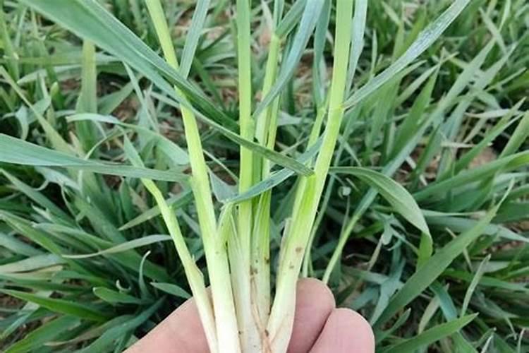小麦返青肥用什么肥料好