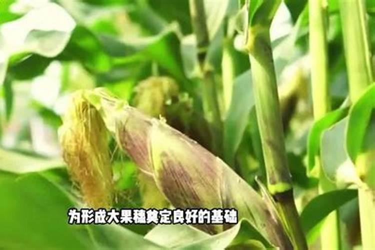 大蒜适合用什么肥料、大蒜施肥最佳时间