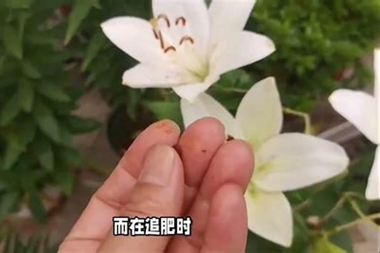百合施什么肥