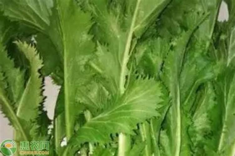 芥菜疙瘩最好追什么肥？