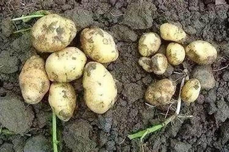 洋芋遭受冰雹,要什么肥料可以补救