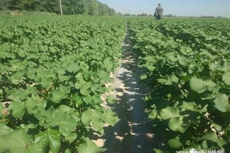 棉花过量施用氮肥怎么办 棉花过量施用氮肥的危害
