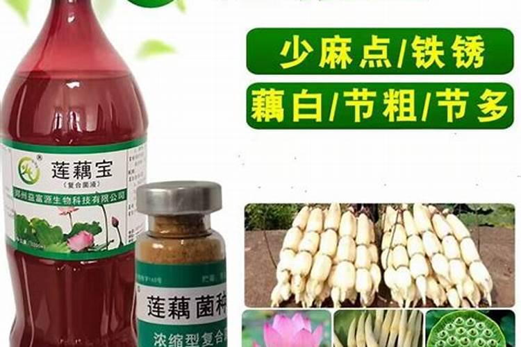 桂花怎么施肥