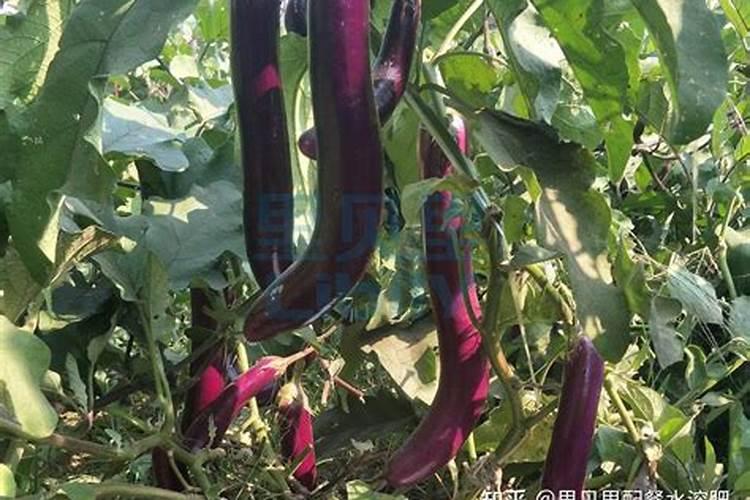 茄子苗用什么肥最好