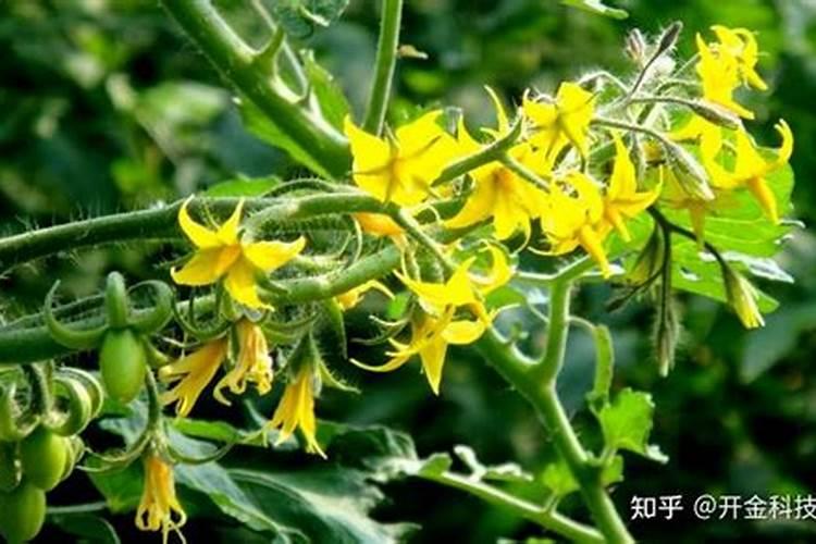 国内比较好水溶肥厂家有哪些