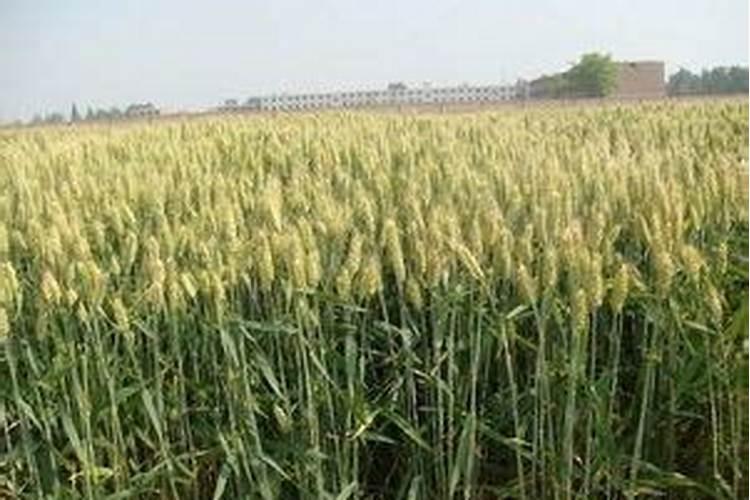 什么是水溶肥？水溶肥厂家有哪些？