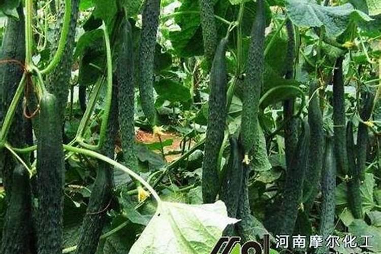 黄瓜怎么提龙头快