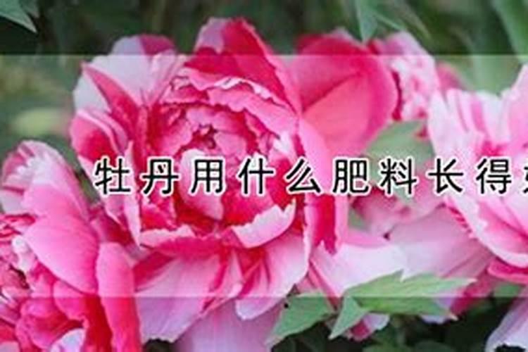 牡丹浇什么肥料合适
