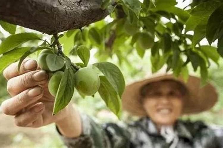 果树正确施肥方法与时间