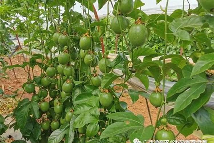 百香果施什么肥才更甜