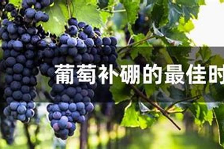 葡萄叶面硼肥盛花期能喷吗