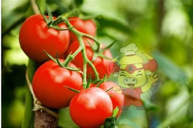 西红柿追肥用什么肥料好