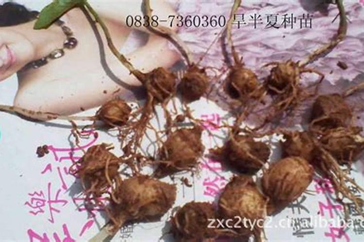 魔芋是什么？和洋芋是一个东西吗？