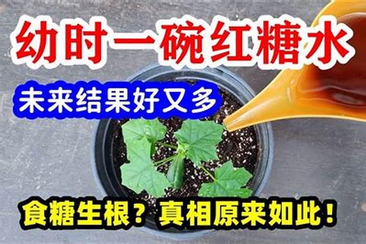 什么是真正的红糖