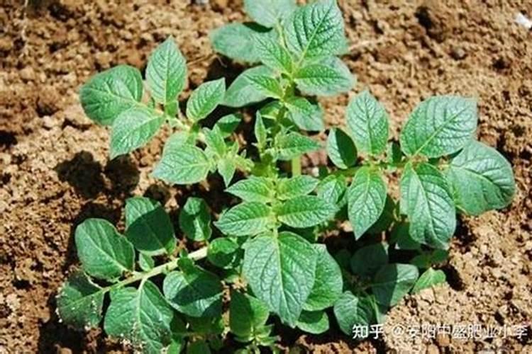 芸豆喜欢什么叶面肥