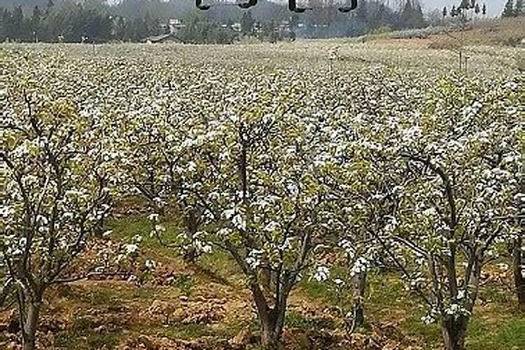 玉米授粉期能打叶面肥吗？