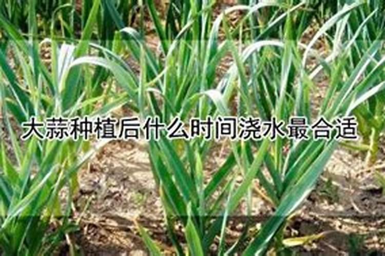 大蒜适合用什么肥料、大蒜施肥最佳时间