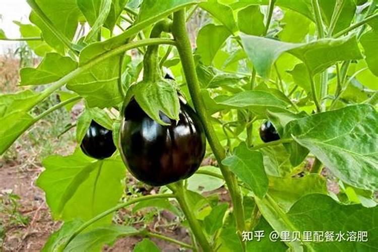 氨基酸水溶肥高温天气喷草莓有副作用吗