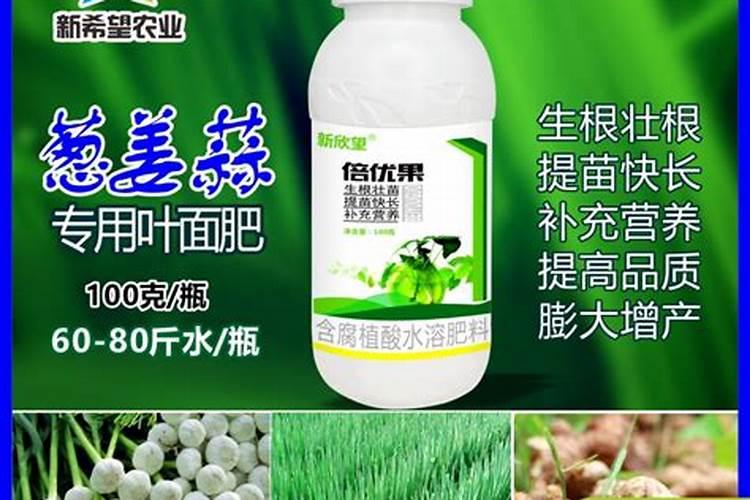 香葱怎样养护收获不断