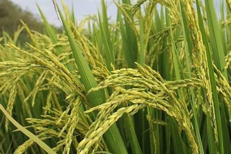 水稻灌浆期用什么叶面肥可增产