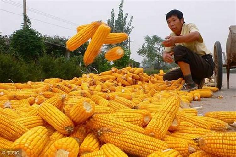 玉米需要什么样的含量肥料