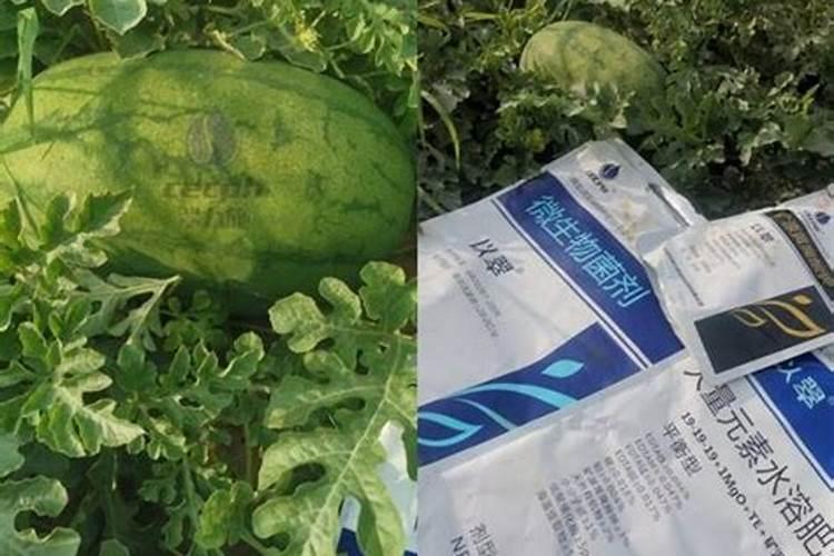 种植西瓜,主要步骤是什么？