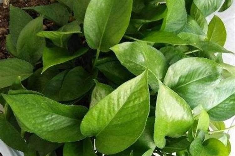苹果套袋以后应该施什么肥料才能让苹果生长得更大？
