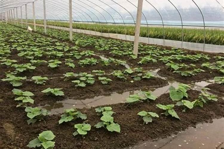 西红柿移栽苗后用什么肥料好