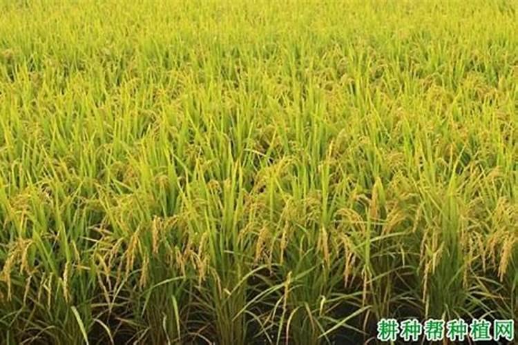 草缸里钾肥过多有什么影响呢？