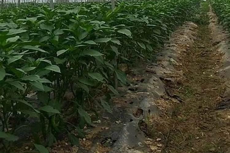 给植物施肥是为了给植物提供什么
