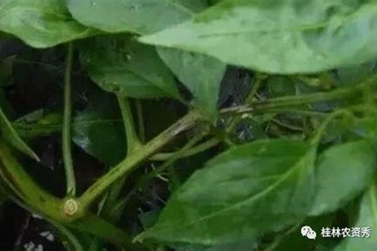 湖南种樱花可以结果吗