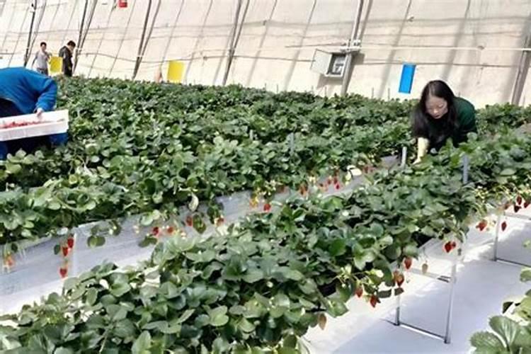 草莓要施什么肥料