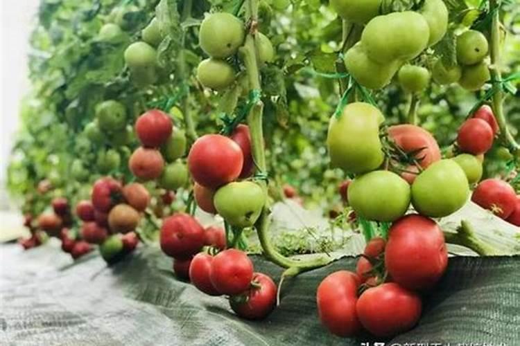 撒可丰复合肥是名牌肥料吗