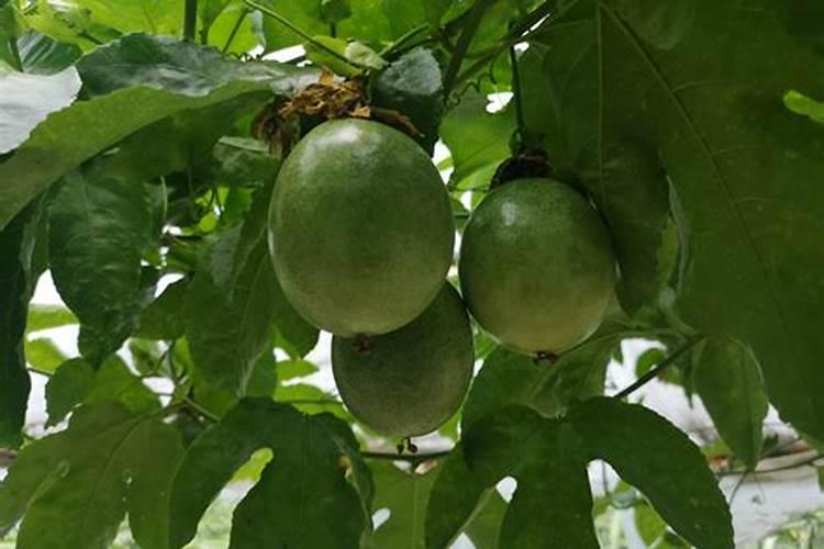 百香果挂果期施什么肥