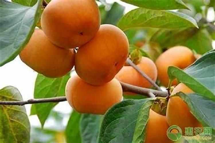 梨园偏施氮肥有什么缺点？