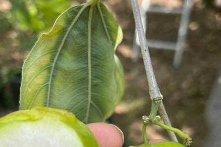 重庆种植台湾青枣 [青枣种植的方法]