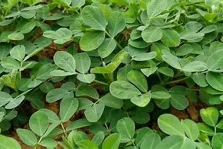 种花生用什么肥料好？