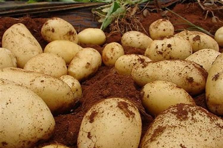 高钾肥料有哪些？高钾肥料使用事项
