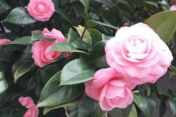 黄瓜种植需要什么肥料最好