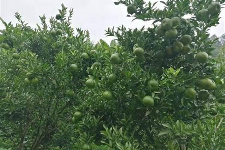 1种黄瓜用什么肥料