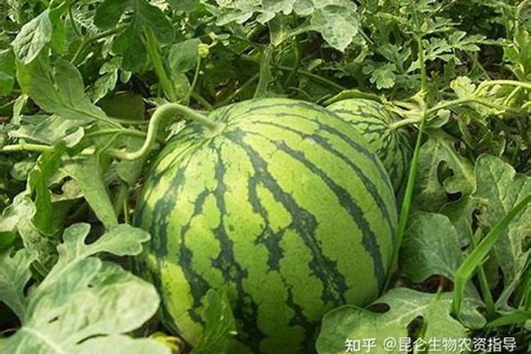 下雨天栽月季花的成活率高吗？