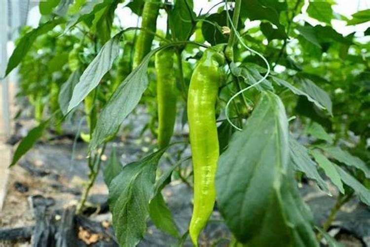 黑豆什么时候种植最好