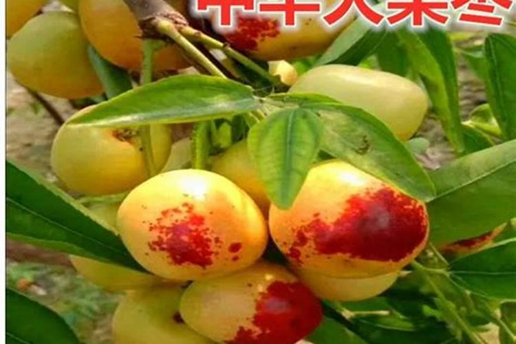 枣树开花能打叶面肥吗