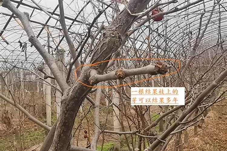 梨树起皮是什么原因？